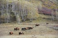 Horses running in autumn prairie with birch trees Royalty Free Stock Photo