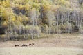 Horses running in autumn prairie with birch trees Royalty Free Stock Photo