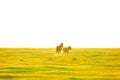 The horses are running on the grassland in the early morning