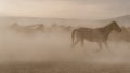 Horses running and kicking up dust. Yilki horses in Kayseri Turkey are wild horses with no owners