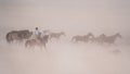 Horses running and kicking up dust. Yilki horses in Kayseri Turkey are wild horses with no owners