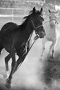 Horses running loose at rodeo Royalty Free Stock Photo