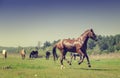 Horses running on meadow