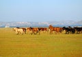 Horses running Royalty Free Stock Photo