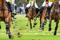 Horses run in horse Polo Sport. Royalty Free Stock Photo