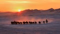 Horses Running on Snow Field in Inner Mongolia Royalty Free Stock Photo