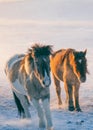 Horses running on the snow field in the morning Royalty Free Stock Photo