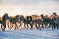 Horses running on the snow field in the morning Royalty Free Stock Photo