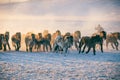 Horses running on the snow field in the morning Royalty Free Stock Photo