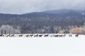 Horses Running In The Snow