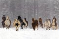 Horses Running In The Snow