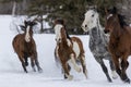 Horses Running In The Snow