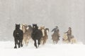 Horses Running In The Snow