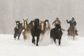 Horses Running In The Snow