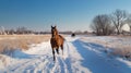 Majestic Horse Galloping Freely in a Sunlit Golden Meadow at Sunrise Royalty Free Stock Photo