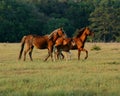 Horses Running