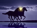 Horses running at sunset Royalty Free Stock Photo