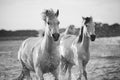 Horses running in the water Royalty Free Stock Photo