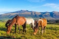 Horses in Rural Ecuador