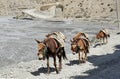 Horses, with a saddle for the carriage of cargo, go along the road, past the Kali Gandaki River. Royalty Free Stock Photo
