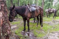 Horses with saddles in rainy weather tied to trees in the forest.