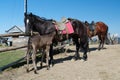 Horses with saddles and a small foal