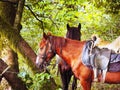 Horses with saddles stand under a deciduous tree with a trunk overgrown with moss