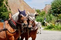 Horses with saddles on their backs trotting down a street in the countryside