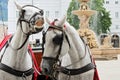 Horses in Salzburg Royalty Free Stock Photo