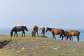 Horses and the sea