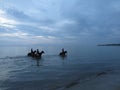 Horses in the sea in twilight evening. Thassos. Greece. Royalty Free Stock Photo