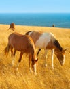 Horses at seashore Royalty Free Stock Photo