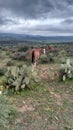 Horses on the semidesert