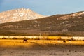 Horses in the shadows of the Rockies, Stoney Nakota, Stoney Reserve, Alberta, Canada