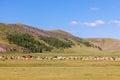 Horses, sheep & goats graze on central Mongolian steppe