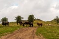 Horses and sheep with herdsman and fog in Carpathian mountains in Romania Royalty Free Stock Photo