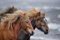 horses side by side, manes blowing, on a windswept beach Royalty Free Stock Photo