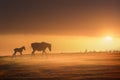 Horses silhouette at sunset