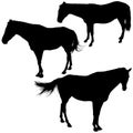 Horses Silhouettes Royalty Free Stock Photo