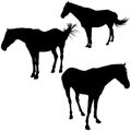 Horses Silhouettes Royalty Free Stock Photo