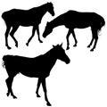 Horses Silhouettes Royalty Free Stock Photo