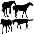 Horses Silhouettes