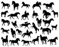 Horses silhouettes Royalty Free Stock Photo