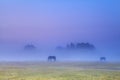 Horses silhouettes in dense fog grazing Royalty Free Stock Photo