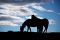 Horses sioloutte Royalty Free Stock Photo