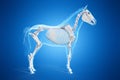 A horses skeleton Royalty Free Stock Photo
