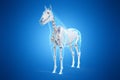 A horses skeleton Royalty Free Stock Photo