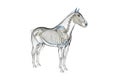 A horses skeleton Royalty Free Stock Photo