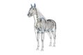 A horses skeleton Royalty Free Stock Photo