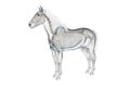 A horses skeleton Royalty Free Stock Photo